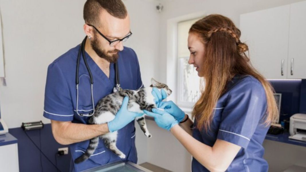 Is Zomedica Going Out of Business